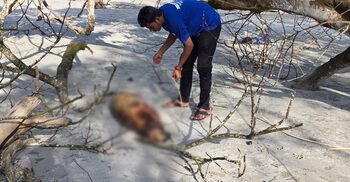 কুয়াকাটায় ফের ভেসে এলো ১০ ফুট লম্বা মৃত ডলফিন