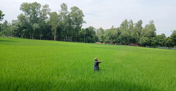কুড়িগ্রামে সার সংকটে দিশেহারা আমনচাষিরা