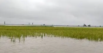 Teesta flowing above danger mark