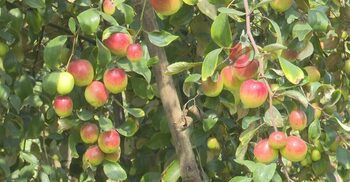 সাতক্ষীরায় ‘বরই’ বিপ্লব, ১৬০ কোটি টাকার বাণিজ্যের আশা