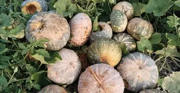 ভালো দামেও লোকসানের মুখে মিষ্টি কুমড়া চাষিরা