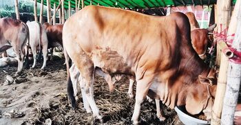 চট্টগ্রামে জমে ওঠার অপেক্ষায় কোরবানির পশুর হাট