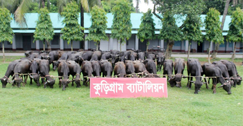 বাংলাদেশের ভেতরে ৪৫ ভারতীয় মহিষ, আটক করলো বিজিবি