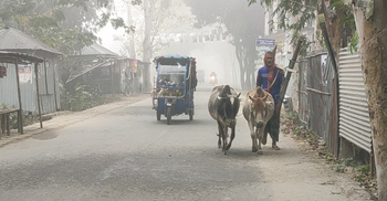 কুড়িগ্রামে আবারো জেঁকে বসেছে শীত