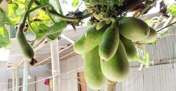 এক বোঁটায় ঝুলছে ১৮ লাউ