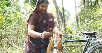 কুড়িগ্রামে প্রথমবারের মতো দেশি মাছের সঙ্গে চাষ হচ্ছে গলদা চিংড়ি