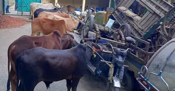 ৬১ লাখের গরু ১৪ লাখে বিক্রির অভিযোগ কাস্টমস কর্মকর্তার বিরুদ্ধে