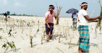 ব্রহ্মপুত্রের ভাঙন ঠেকাতে স্থানীয়দের ‘প্রাকৃতিক বাঁধ’