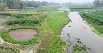 ধরলা-বারোমাসিয়ার ধূ-ধূ বালুচরে সবুজের বিপ্লব