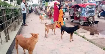 রাজধানী থেকে পথকুকুর তুলে নেওয়া নিয়ে যা জানালো সিটি করপোরেশন
