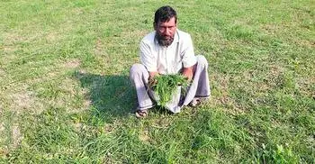 পেঁয়াজের চারা কেটে দিয়েছে দুর্বৃত্তরা, কান্না থামছে না কৃষকের