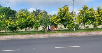 সড়ক বিভাজকে বাহারি ফুলগাছে বদলে গেছে কুষ্টিয়া শহর