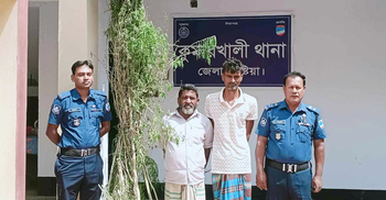 গোপনে বাড়ির আঙিনায় গাঁজা চাষ করতেন তারা