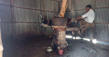 ঘানিভাঙা তেল নিতে আজও ছোটে মানুষ