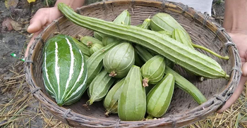 সপ্তাহের ব্যবধানে কেজিতে ১৫ টাকা বেড়েছে সবজির দাম