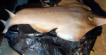 লক্ষ্মীপুরে বাজারে দেখা মিললো মহাবিপন্ন ‘গিটার ফিশ’