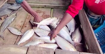 লক্ষ্মীপুরে দাম কমেছে ইলিশের