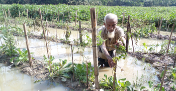 ‘ধারদেনায় চাষ করেছি, বৃষ্টিতে স্বপ্ন মাটিতে মিশে গেছে’