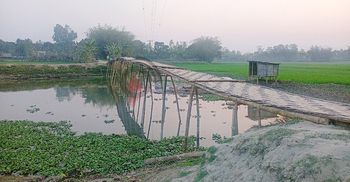 ৫০ বছরেও হয়নি সেতু, ১৫ গ্রামের মানুষের ভরসা সাঁকো