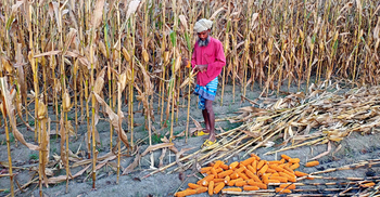 ভুট্টা তোলায় শ্রমিক সংকট, দাম নিয়ে হতাশ কৃষক