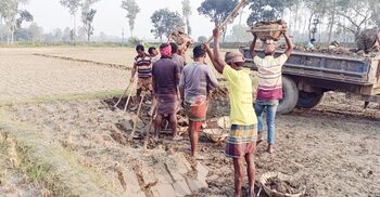 ইটভাটার পেটে জমির টপ সয়েল, ঝুঁকিতে কৃষি