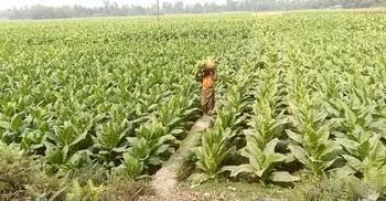 ক্ষতি জেনেও তামাক চাষে ঝুকছেন চাষিরা