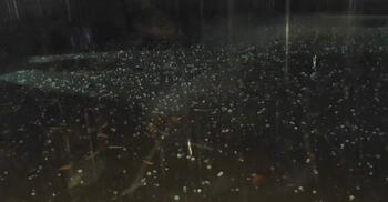 লালমনিরহাটে শিলাবৃষ্টিতে ফসলের ব্যাপক ক্ষতি