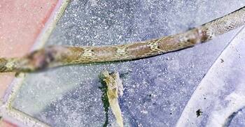 লালমনিরহাটে রাসেলস ভাইপার সন্দেহে মেরে ফেলা হলো দুটি সাপ