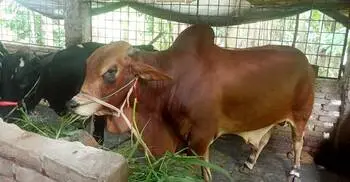 বরিশালে কোরবানির হাট কাঁপাবে ‘লাল মিয়া’