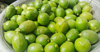 লালমনিরহাটে লেবুর হালি ১০০