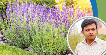 বাংলাদেশের মাটিতে ল্যাভেন্ডার চাষ করা সম্ভব