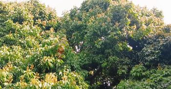 Litchi crisis: No buds, no hope