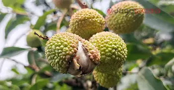লিচুর ফলনে বাগড়া ঝড়-বৃষ্টি