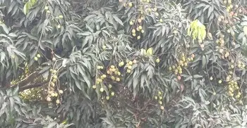মেহেরপুরে ৮০০ হেক্টর জমিতে লিচু চাষ, বাম্পার ফলনের আশা