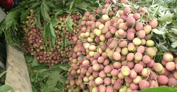 বাজারে উঠেছে রসালো পাহাড়ি লিচু