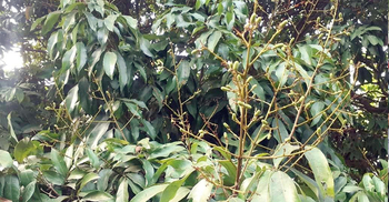 ঝরে পড়ছে গুটি, লিচুর ফলন বিপর্যয়ের শঙ্কা