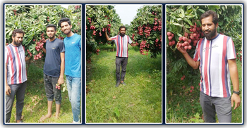 লিচু চাষে সফল কৃষি উদ্যোক্তা আফ্রাহিম বাদশা