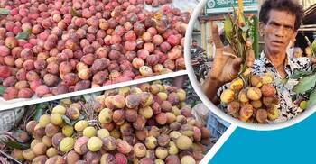 রিমালের তাণ্ডবে কেজি দরে বিক্রি হচ্ছে লিচু