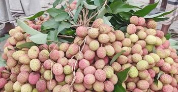 ঈশ্বরদীর হাট-বাজারে অপরিপক্ব লিচু, দামও চড়া