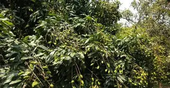 তীব্র খরায় ঝরছে লিচুর গুটি, শঙ্কায় চাষিরা