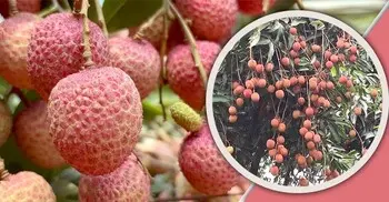 মঙ্গলবাড়িয়ার রসালো লিচু ১২ কোটি বিক্রির আশা, জিআই আবেদন