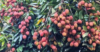 লিচুর বাগানে বদলে গেছে পিরোজপুরের অর্থনীতি