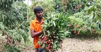 মাগুরায় লিচুর বাম্পার ফলন, কোটি টাকার বাণিজ্যের আশা