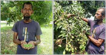 খরায় ঝিনাইদহে ঝরে পড়ছে লিচুর গুটি