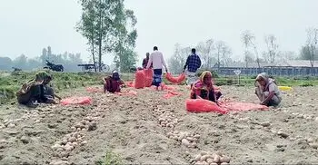 হতাশ আলুচাষিরা— ‘গতবারের ধারই শোধ হয়নি, এবারও লস’