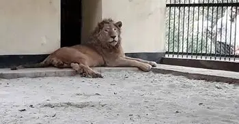 চিড়িয়াখানার খাঁচা থেকে বের হয়ে গেছে সিংহ