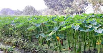 লতিকচু চাষে আলোর মুখ দেখছেন রফিকুল