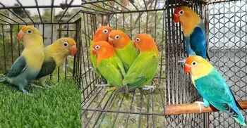 খাঁচার পাখি লাভবার্ড পালনের খুঁটিনাটি