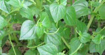 চারপাশে উঁকি মারছে দীপ্ত লুচি, চেনেন কি?