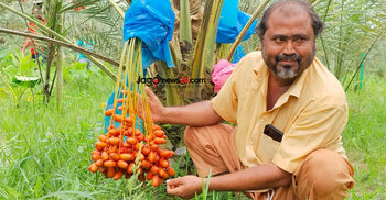খেজুর চাষে কোটিপতি মোতালেব